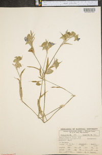 Tradescantia occidentalis image